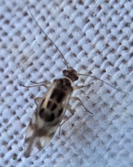 Graphopsocus