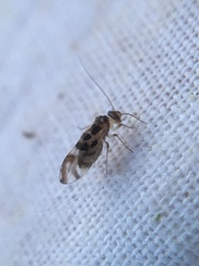 Graphopsocus