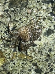 Petrolisthes cabrilloi