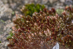 Imbribryum alpinum