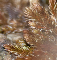 Imbribryum alpinum