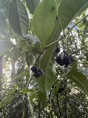 Faramea occidentalis