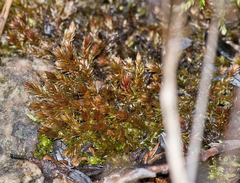 Imbribryum alpinum