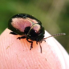 Chrysolina brunsvicensis
