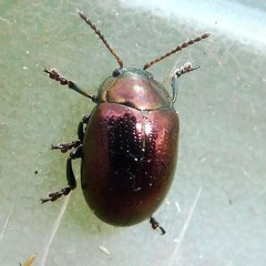 Chrysolina brunsvicensis