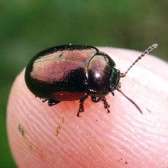 Chrysolina brunsvicensis