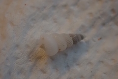 Epitonium clathratulum