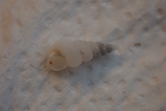 Epitonium clathratulum