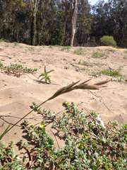 Bromus maritimus