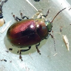 Chrysolina brunsvicensis
