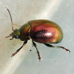 Chrysolina brunsvicensis