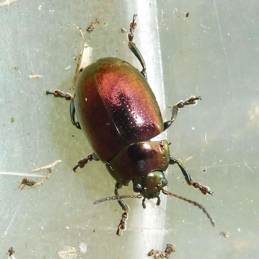 Chrysolina brunsvicensis