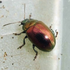 Chrysolina brunsvicensis