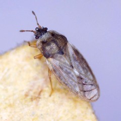 Piesma maculatum