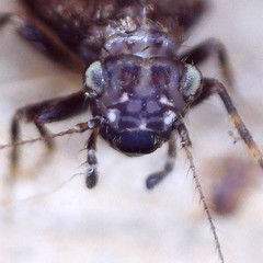Pteroxanium kelloggi