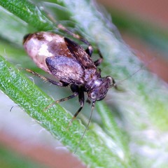 Pteroxanium kelloggi