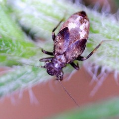 Pteroxanium kelloggi