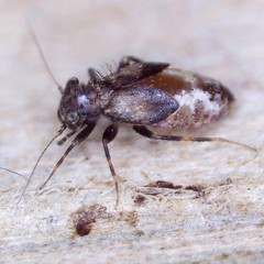 Pteroxanium kelloggi