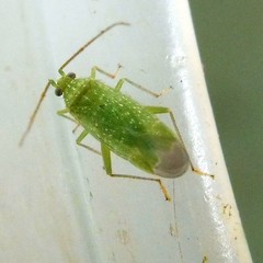 Orthotylus flavosparsus