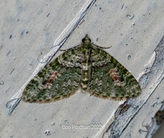 Chloroclystis rubroviridis