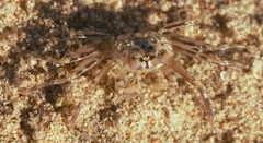 Ocypode brevicornis