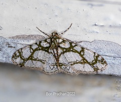 Myrioblephara marmorata