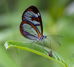 Oleria aquata