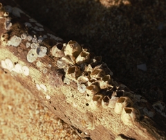 Megabalanus tintinnabulum