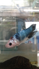Betta splendens