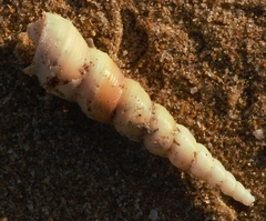 Turritella duplicata