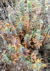 Teucrium charidemi
