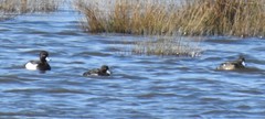 Aythya fuligula