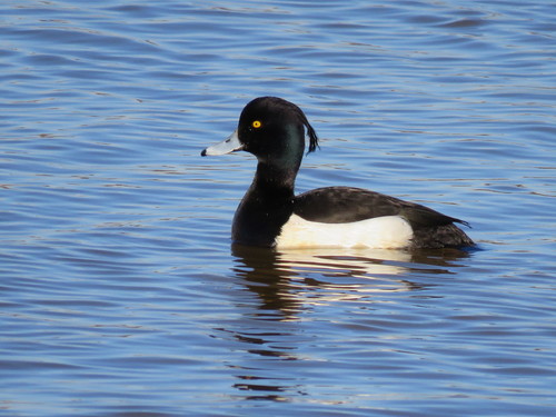 Representative image of Aythya