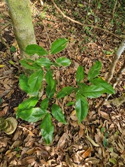 Archidendron hendersonii