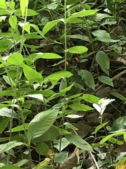 Heliconius erato hydara