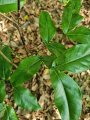 Archidendron hendersonii