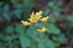 Vancouveria chrysantha