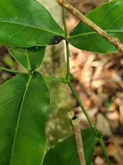 Archidendron hendersonii
