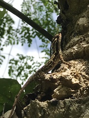 Anolis lemurinus