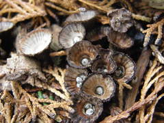 Cyathus striatus