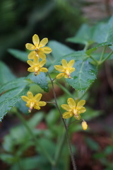 Vancouveria chrysantha