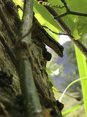 Anolis lemurinus