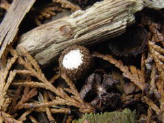 Cyathus striatus