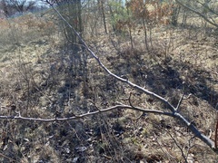 Peraphyllum ramosissimum