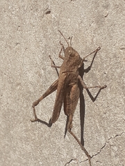 Acrididae