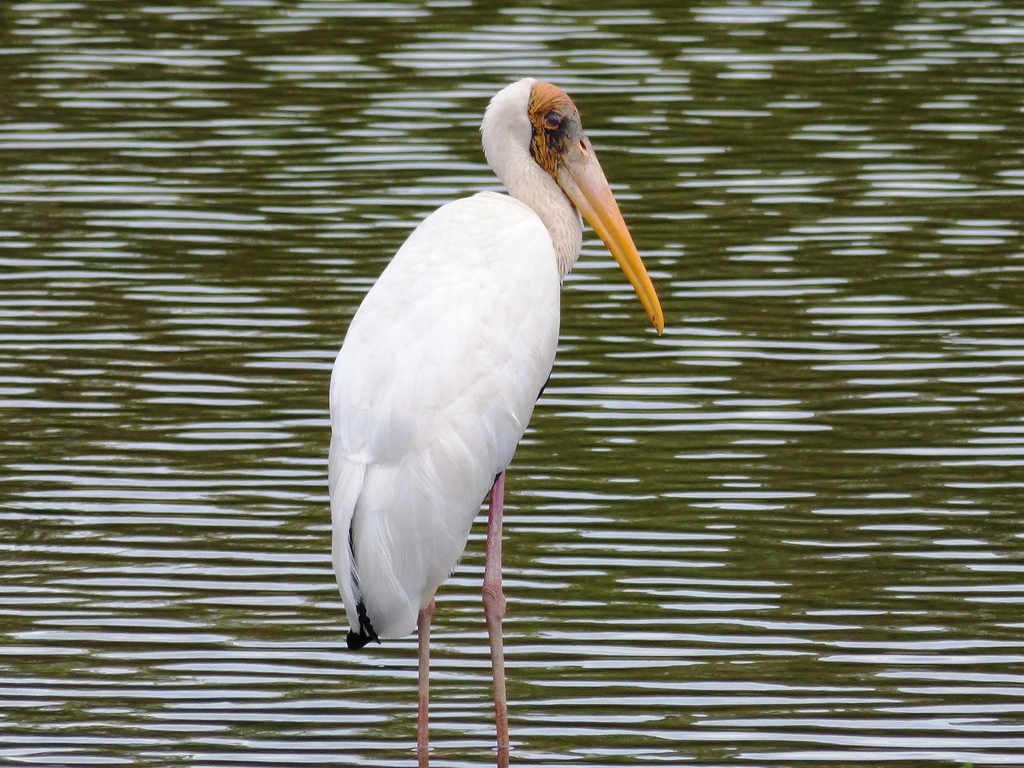 Milky Stork (Mycteria cinerea) photo