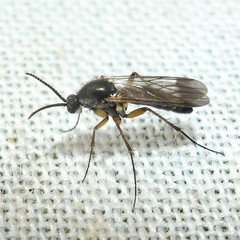Greenomyia mongolica