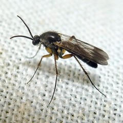 Greenomyia mongolica