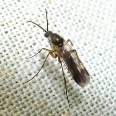 Greenomyia mongolica
