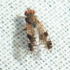 Tephritis neesii